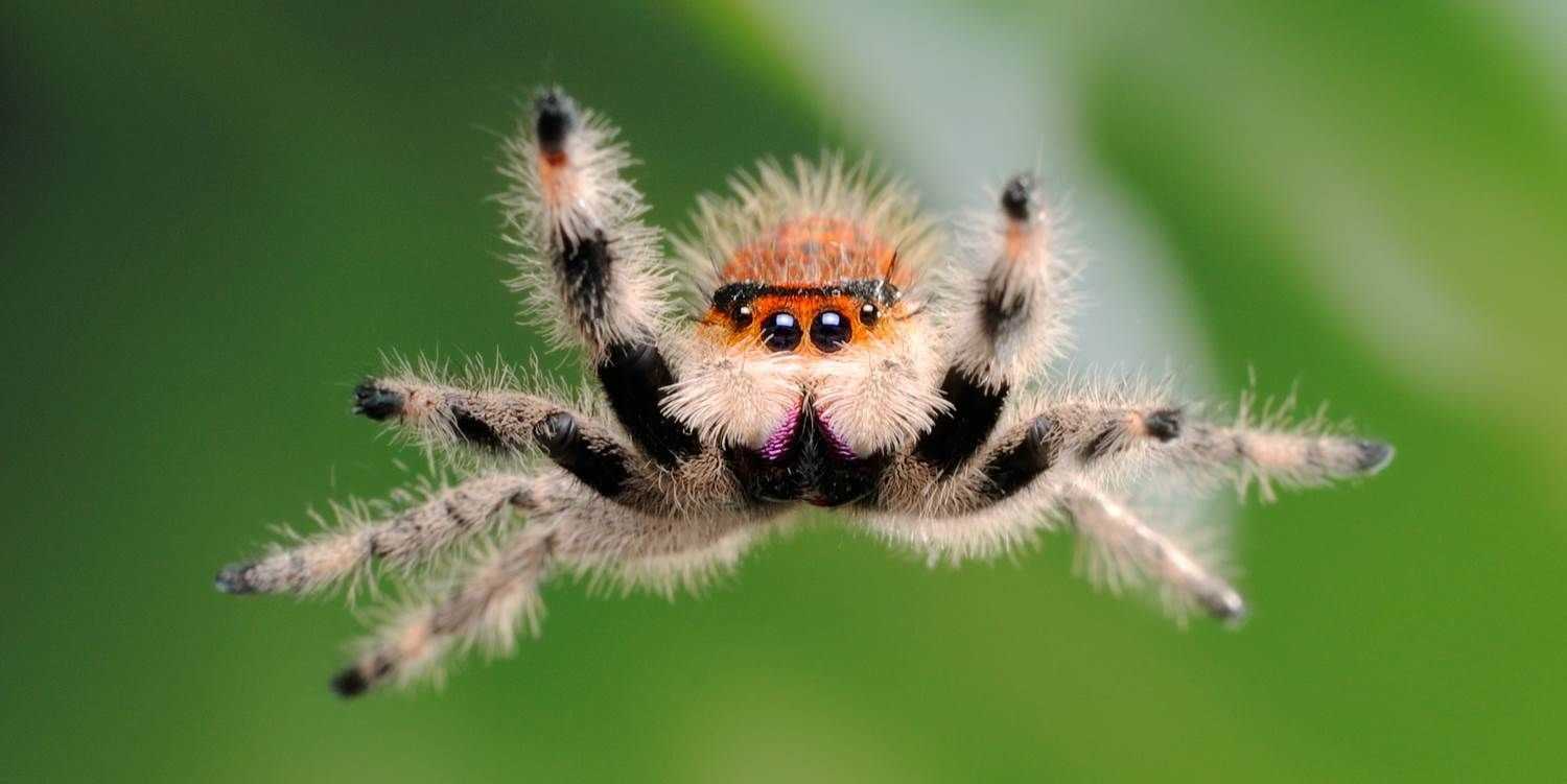 İnternetin ağlarında dolaşıp içerik toplamaya hazır sevimli bir örümcek